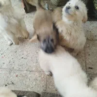 خانواده|سگ|رویان, |دیوار