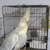 عروس هلندی(جوجه)|پرنده|ساوه, |دیوار