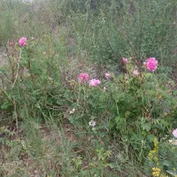 تنگه واشی خانه باغ|فروش دفتر صنعتی، کشاورزی، تجاری|فیروزکوه, |دیوار