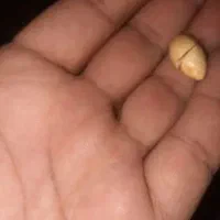 حر مهره