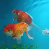 یک جفت ماهی گلد فیش|ماهی|کاشان, لتحر|دیوار