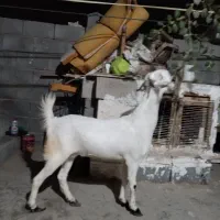 بز دو رگ پنجاب هندوستان دوقلو زا اوس حدود دو ماه