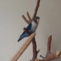 کوتوله برزیلی آبی نر ۸ ماهه