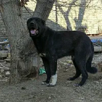 سگ گله سرابی