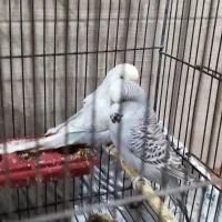 مرغ عشق انگلیسی|پرنده|کرج, حصارک پایین|دیوار