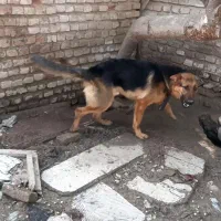 نژاد دار اصل