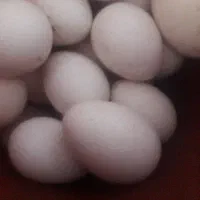 تخم غازوبوقلمون