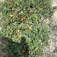 گوجه فرنگی گرجه و هندوانه هندونه