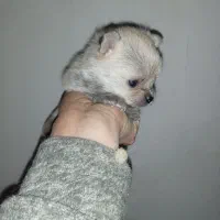 یک جفت توله ریز