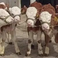 تهیه به صورت تکی وعمده گوساله های اصیل