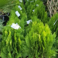 سرو کامیس پاریس سطل نیمه زباله