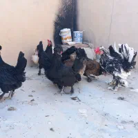 مرغ و خروس تخم گذار