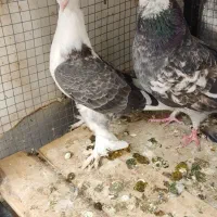 کبوتر|پرنده|بوکان, |دیوار