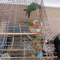 گیرینچیک نروماده مولد