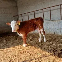 جمع آوری گوساله سیمینتال|حیوانات مزرعه|بندر ترکمن, |دیوار