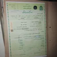 پیکان ۸۳ قیمت موتور کمتر|خودرو سواری و وانت|آمل, |دیوار