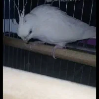 عروس هلندی البینو نر