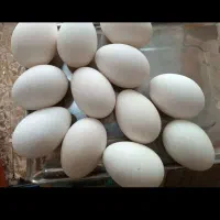 تخم غاز نطفه دار برازیرمرغ وخوردن