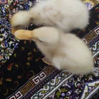 جوجه اردک