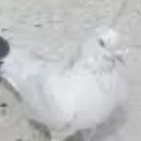 کبوترسالم ۷عدد۸۰تومن