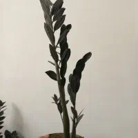 زاموفیلیا سوپر بلک|گل و گیاه طبیعی|اندیشه, شهرک مریم|دیوار