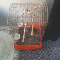 قفس عروس هلندی