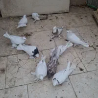 کبوتر راعبی و غیره