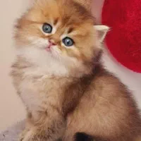 مجموعه گربه ها