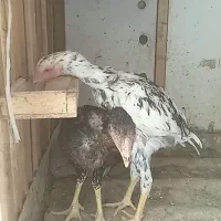 جوجه خروس لاری