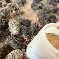 بلدرچین گوشتی و تخم گذار درجه 1|حیوانات مزرعه|تهران, فردوسی|دیوار