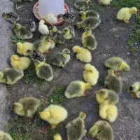 جوجه غاز تالش