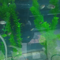 ماهی جوجه فلاور خوراک|ماهی|نیشابور, شهرک جانبازان|دیوار