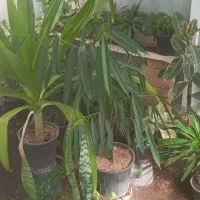 تعدادی گل به قیمت باور نکردنی به فروش می‌رسد|گل و گیاه طبیعی|نیشابور, میدان حافظ|دیوار