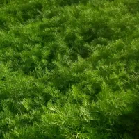 شوید چین اول ،پایه کوتاه،سرسبز