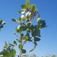 دو-هکتار-باغ-پسته-و-بادام-دو-هکتار