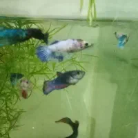 ماهی گوپی انجل اسکار|ماهی|تویسرکان, |دیوار