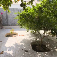 فروش خانه ویلایی|فروش خانه و ویلا|قشم, |دیوار