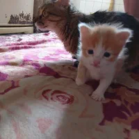 واگذاری|گربه|گرگان, |دیوار