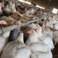 کارگر اتباع و ایرانی جهت کار درمرغداری صنعتی گوشتی|استخدام صنعتی، فنی، مهندسی|شهریار, حصار ساتی|دیوار