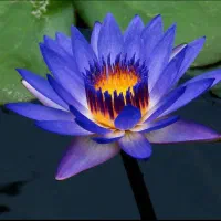 آگهی استخدام