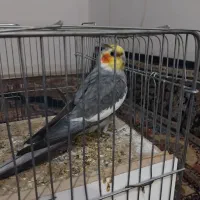عروس هلندی