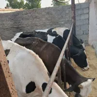 گاو شیری