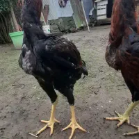 جوجه لاری خوب وسالم