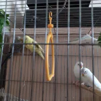 مرغ عشق مولد تضمینی و جوجه مرغ عشق|پرنده|کرج, گلدشت|دیوار