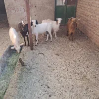 بز ابستن
