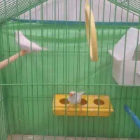 یک جفت فنچ سالم سرحال خوشگل|پرنده|قزوین, |دیوار