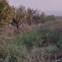 باغ
