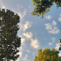 زمین-باغ-شهری-دالین