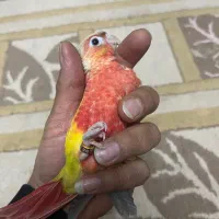 طوطی گرینچیک آناناسی