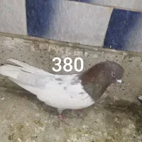 کبوتر پرشی قیمت مناسب|پرنده|ابهر, |دیوار